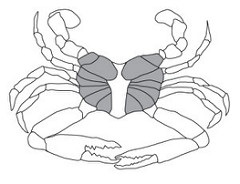 Special Crab Meat, (12) 8 oz Plastic