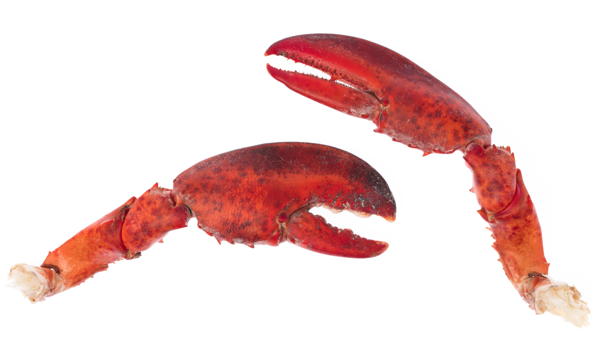 Triple Scored Lobster Claws & Arms Phillips Foods, Inc.